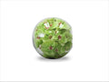 12" Crosswinds vase with green orchids