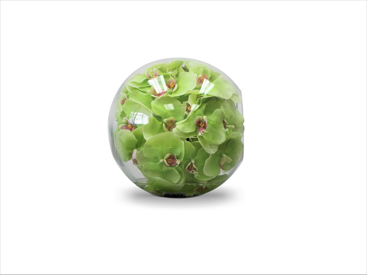 12" Crosswinds vase with green orchids
