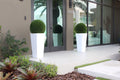 20" Topiary with Medium Beau Fiberglass Vase