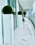 20" Topiary with Yong Fiberglass Vase