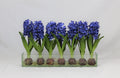 24" Casa Moderna glass plate planter with blue hyacinths