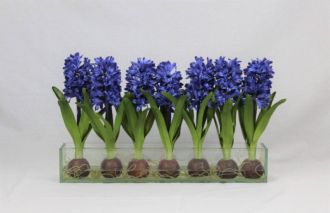 24" Casa Moderna glass plate planter with blue hyacinths