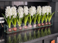 36" Casa Moderna glass plate planter with white hyacinths