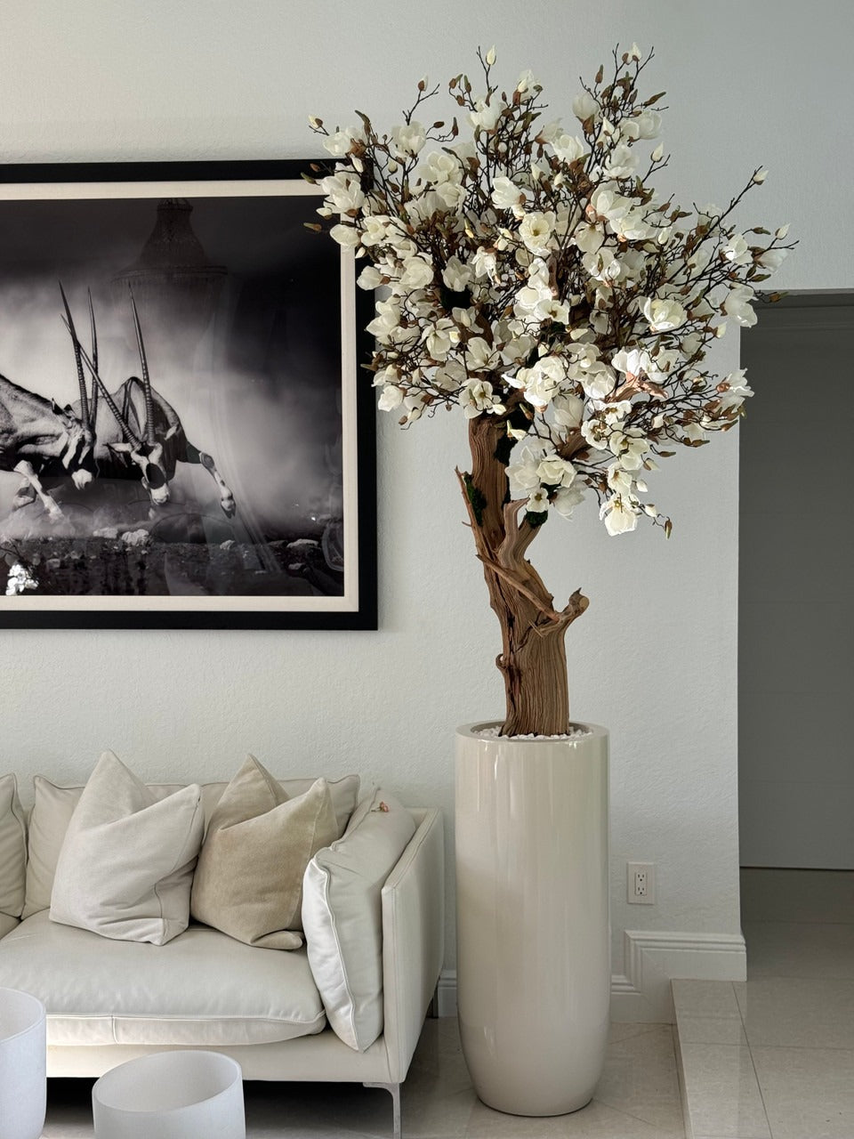 Magnolia blanc 8ft dans cache-pot Saint Tropez beige brillant
