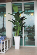 9 ft Bird of Paradise with Medium Beau Planter in Glossy White