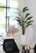 9 ft Bird of Paradise with XL Dax  Planter
