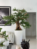 Artificial Black Olive Bonsai Tree in Glossy White Belle Planter