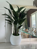 Bird of Paradise in White Spiral Planter