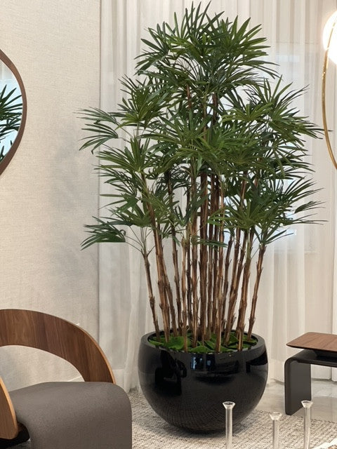 Black Terragona Planter with Lady Palm