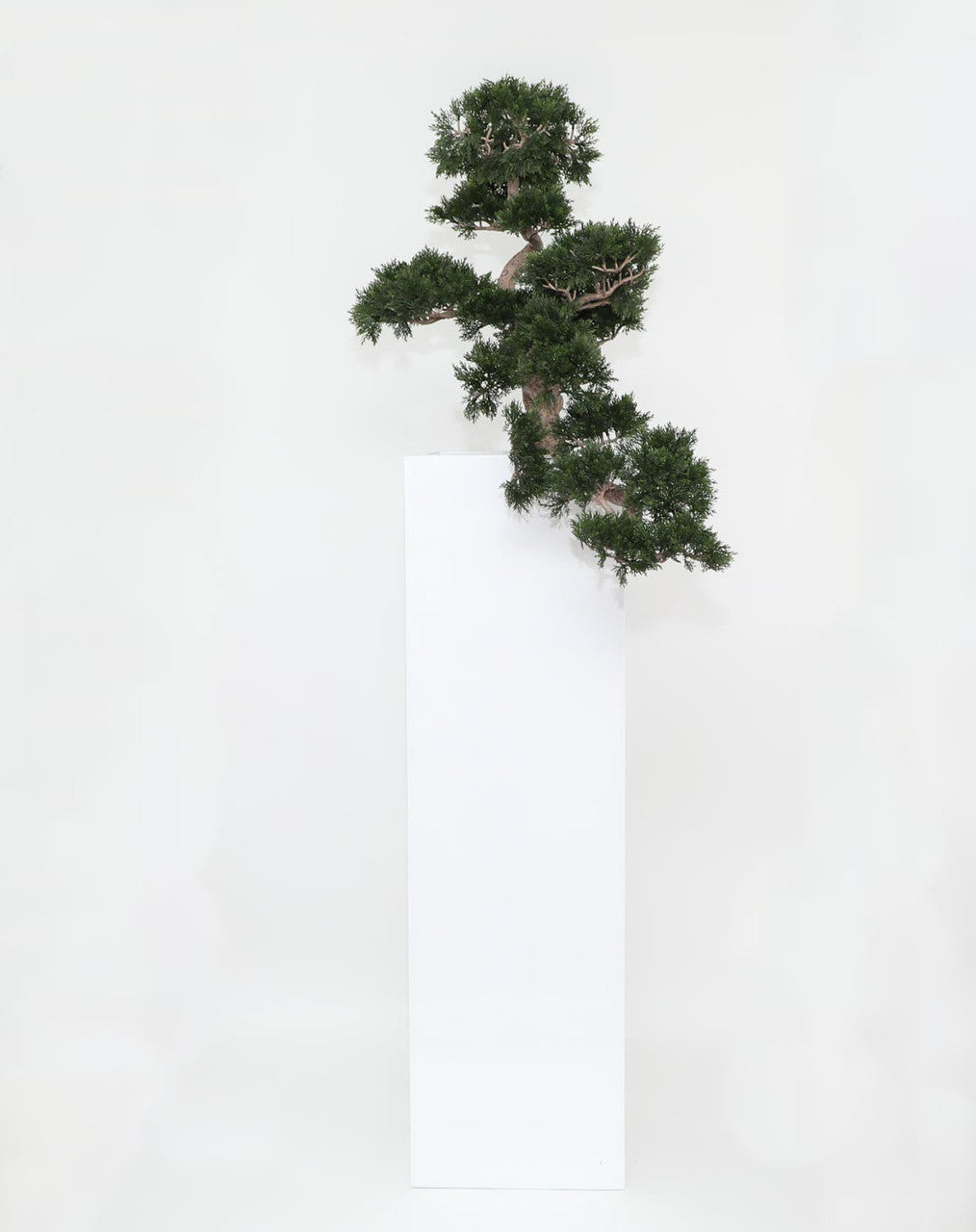 Bonsaï de cèdre en cache-pot Yong