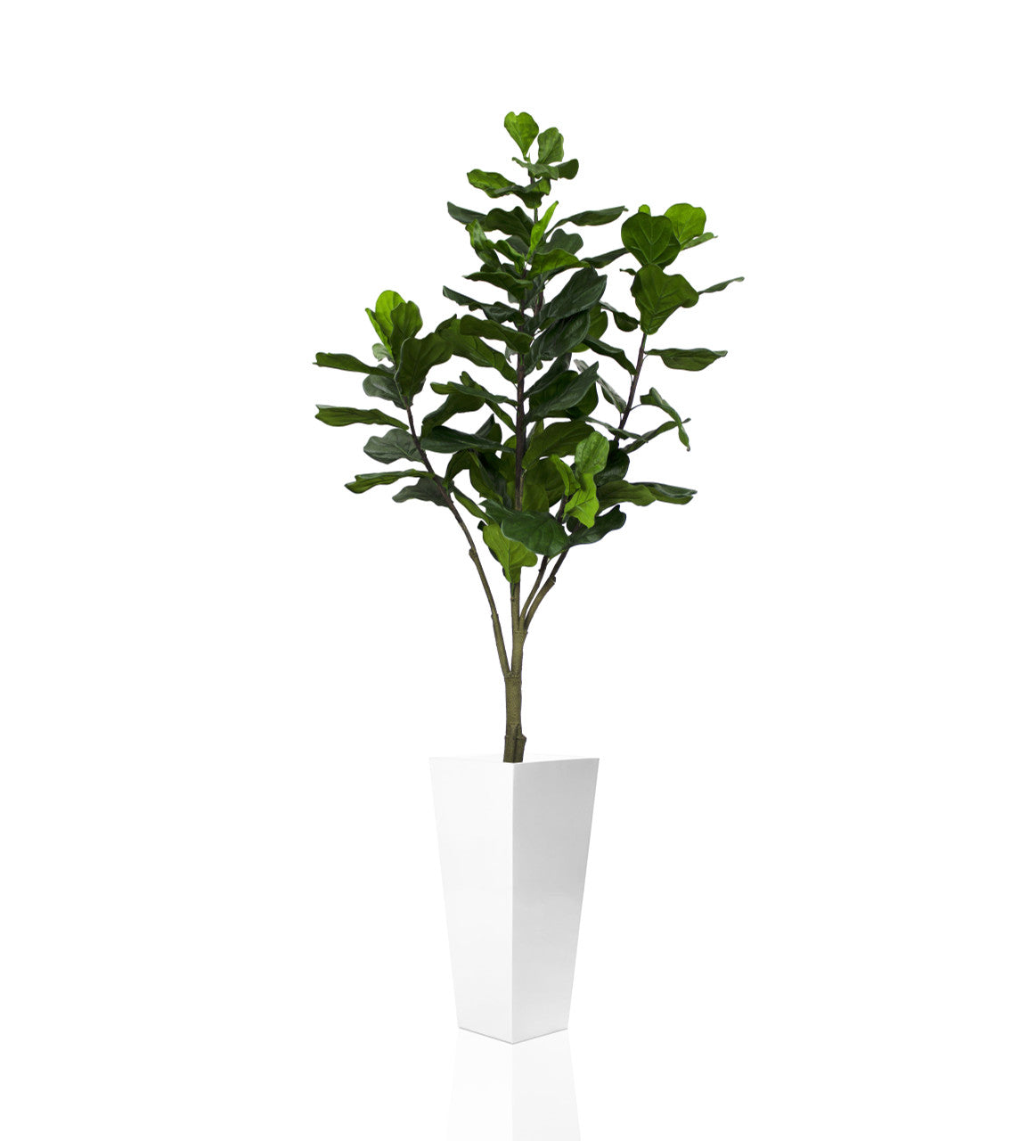Ficus lyrata avec cache-pot Beau fibre de verre blanc brillant