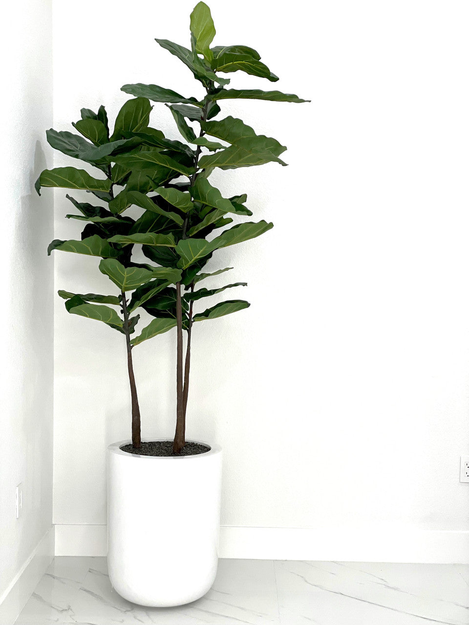 Ficus lyrata avec cache-pot Dice L fibre de verre blanc brillant