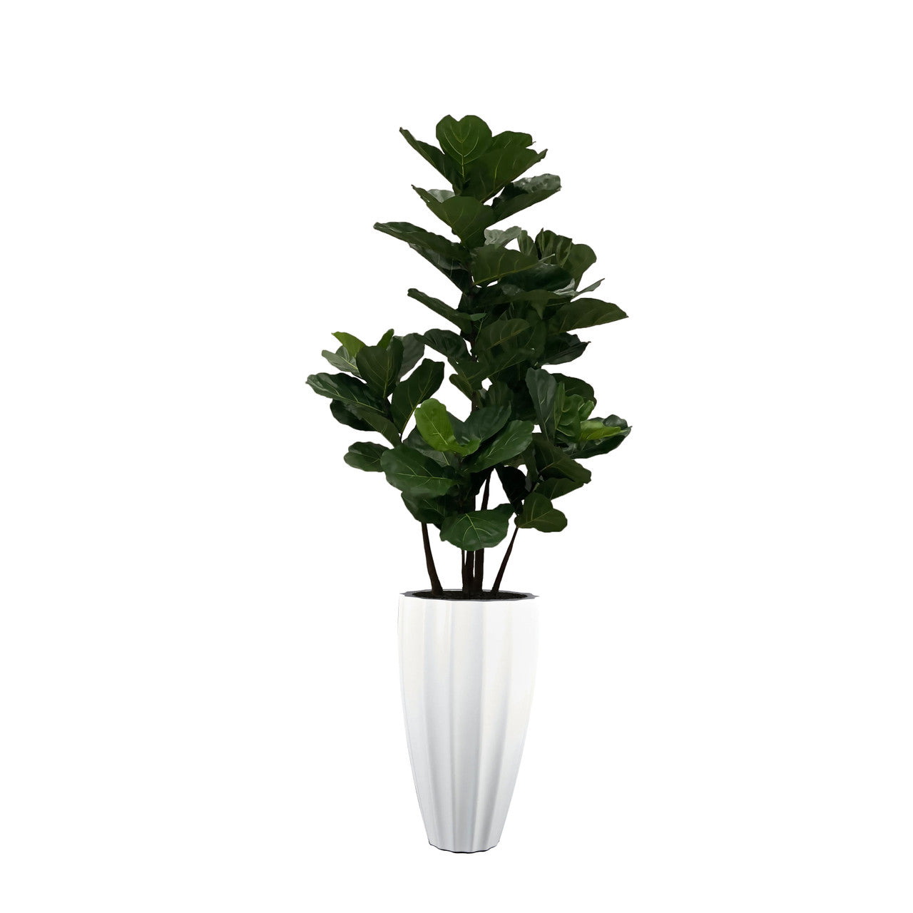 Cache-pot San Jose blanc brillant au ficus lyrata