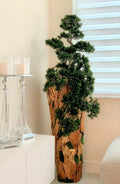 Large Trailing Cedar Bonsai on One-of-a-Kind Teak Planter
