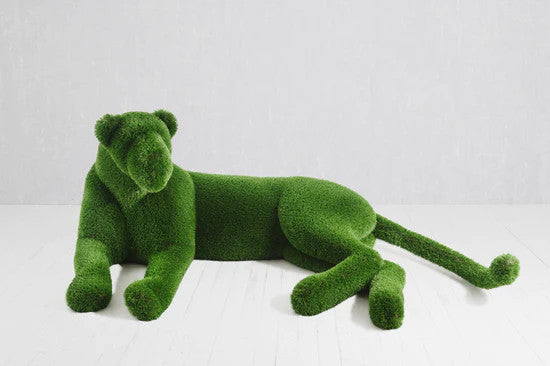 Lionne couchée