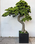 Oversized Bonsai tree in Block M Planter