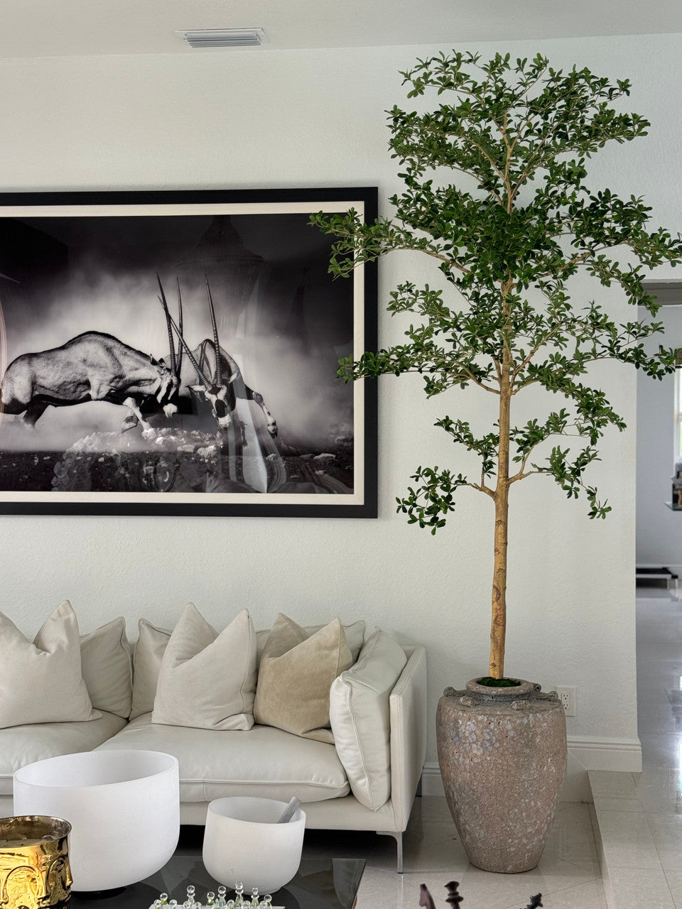 Cache-pot Parthenon avec arbre Shady Lady 9′