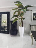 Red Prince Alocasia in Dax L glossy white planter