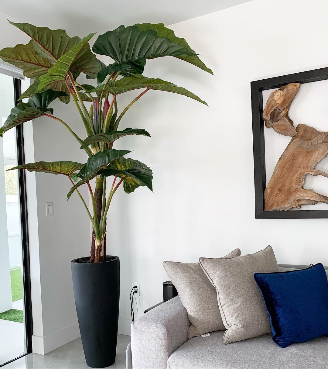 Alocasia Red Prince en cache-pot Ashton noir