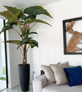 Red Prince Alocasia with Ashton planter in black