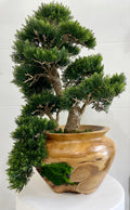 Small Bonsai Tree in Hand Carved Teak Vase