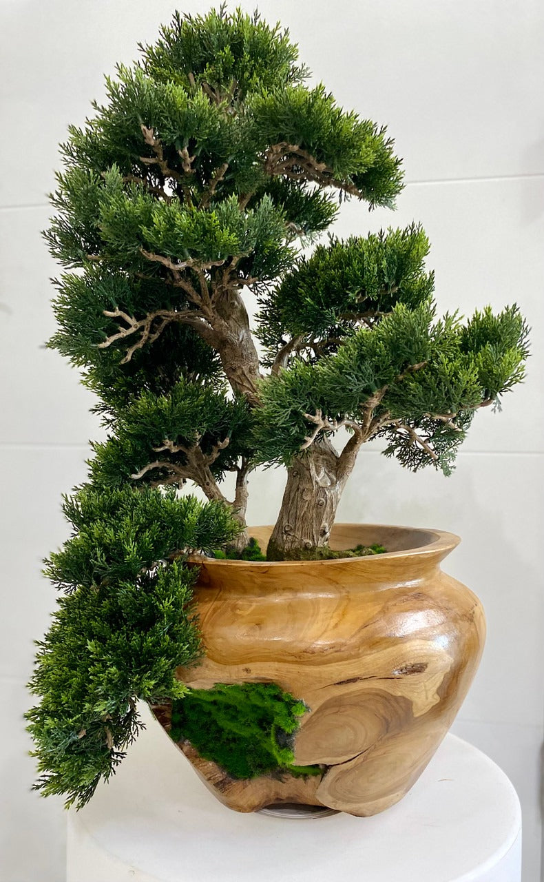 Petit bonsaï en vase en teck sculpté à la main