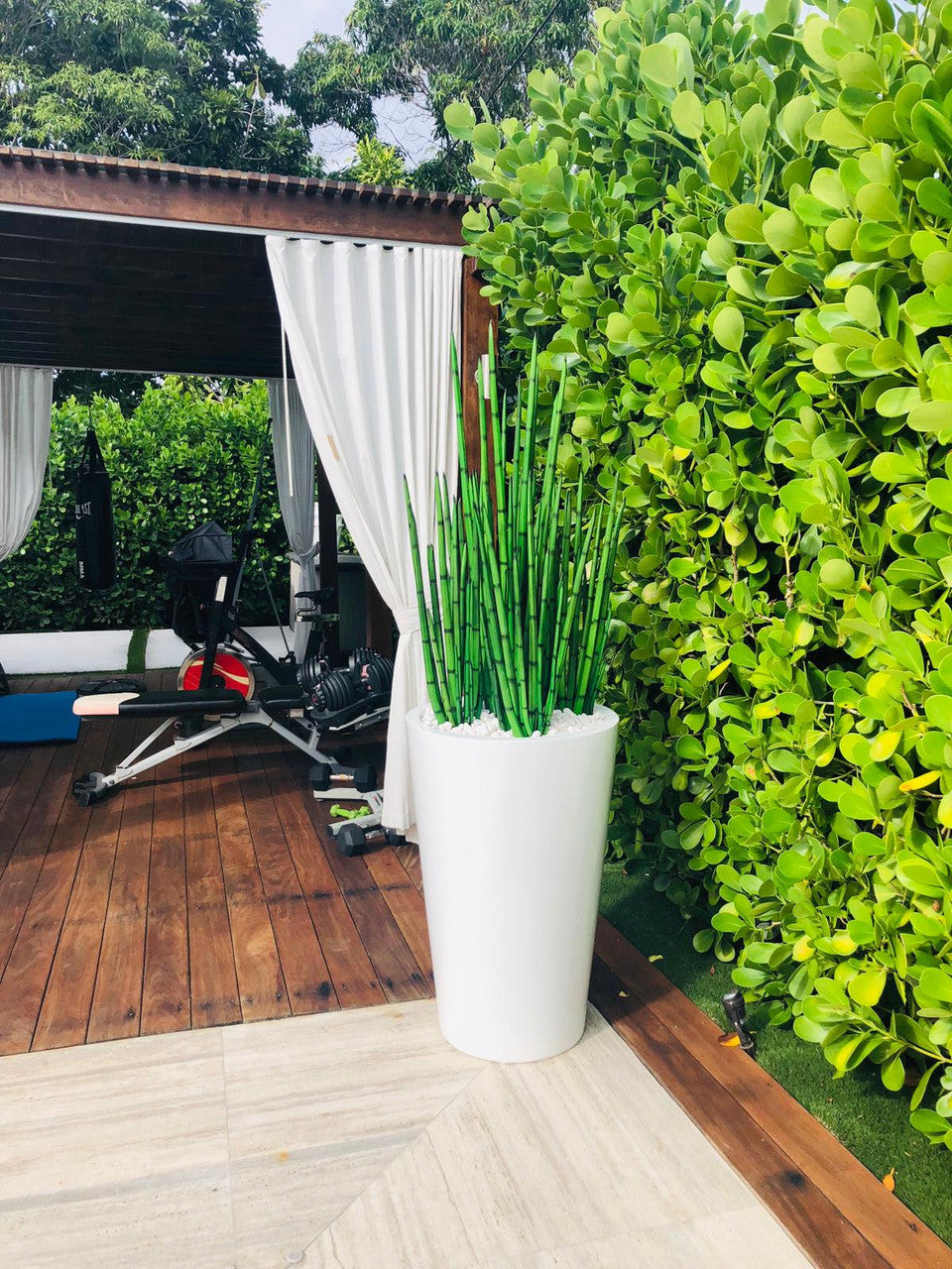 Herbe serpent (4 ft) avec Belle L