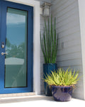 Snake grass (63") with Dax L planter in dark teal