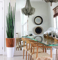 Snake grass (63") with Lux planter in white