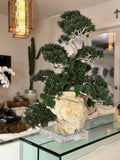 Teak Vase with Semi cascade Bonsai