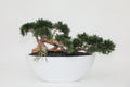 Trailing Cedar Bonsai in Dorant Medium Bowl
