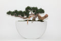 Trailing Cedar Bonsai in Envelope Ceramic Vase