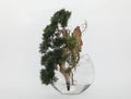 Trailing Cedar Bonsai in Glass Moon Vase