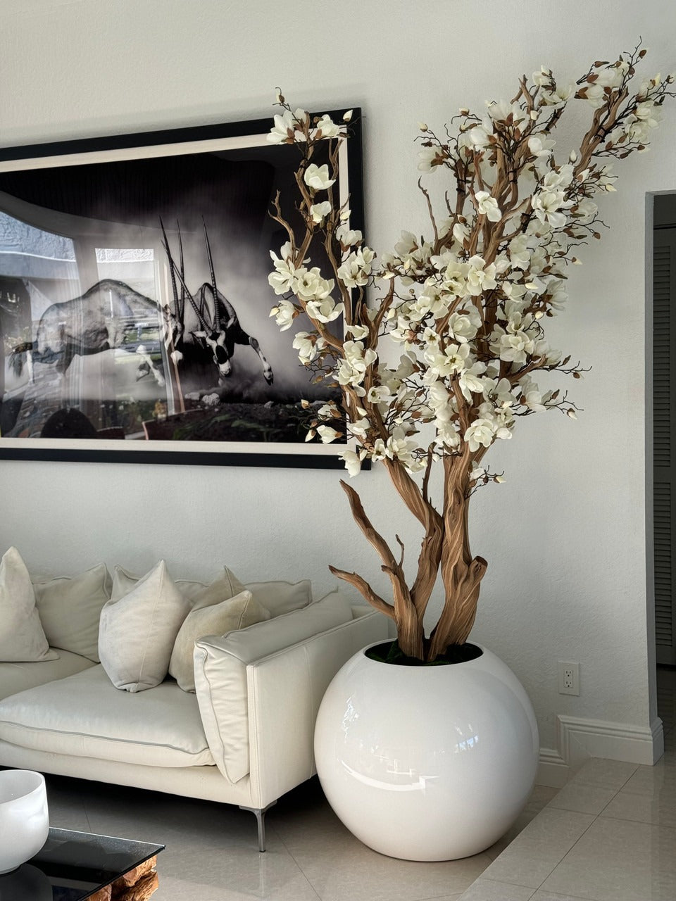White Magnolia Tree in 30" Glossy White Globe Planter